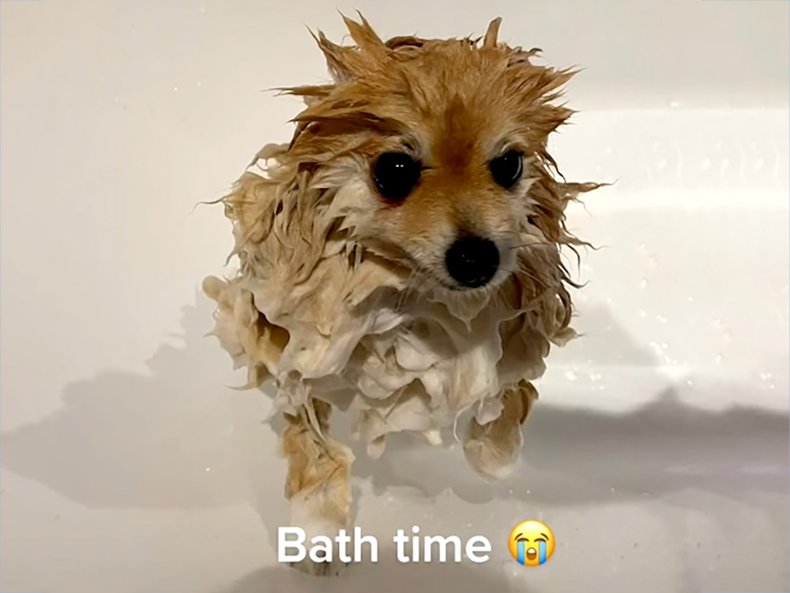 Hearts Melt as Rescue Dog Needs Cuddles After 'Traumatic Experience' 3 Cute Dog on TikTok