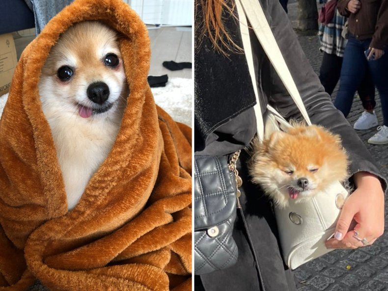 Hearts Melt as Rescue Dog Needs Cuddles After 'Traumatic Experience' 4 TikTok Cute Dog