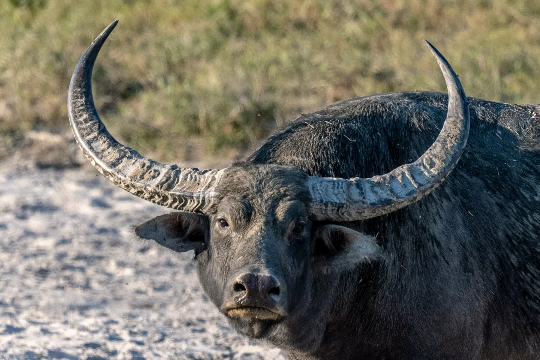 Buffalo Crushes Man on Fence Causing Throat Puncture - Vimarsana News