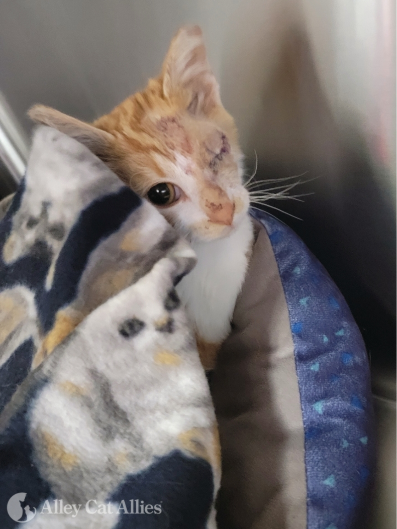 Argus the kitten is recovering.