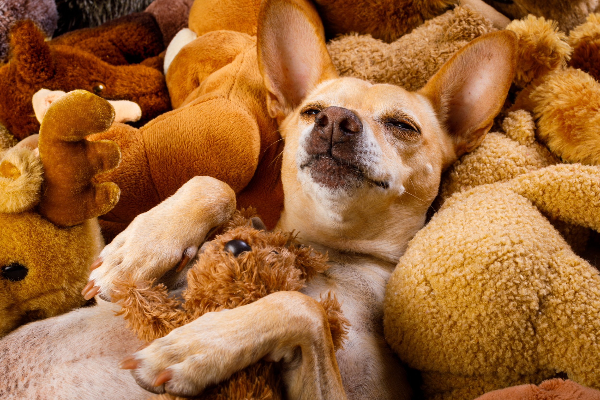 Dog Dubbed a Collector After Forcing Owner to Buy Same Toy Multiple Times
