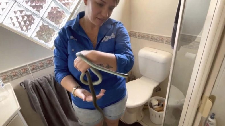 Snake removed from toilet