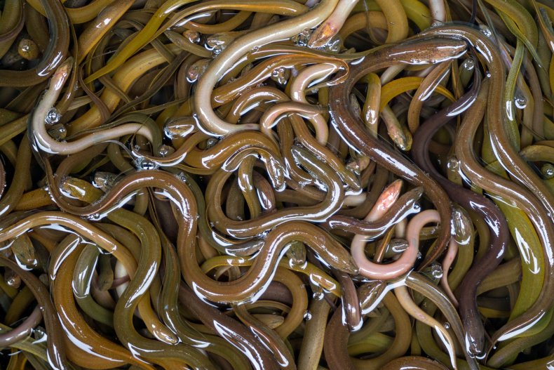 eels in bucket