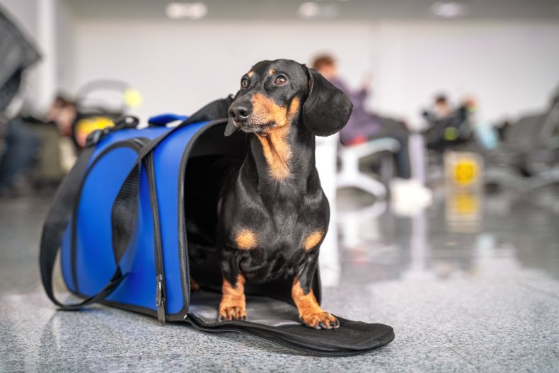 Dog in airport 
