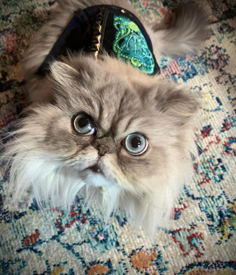 Mamie the Persian Cat in Denim Vest