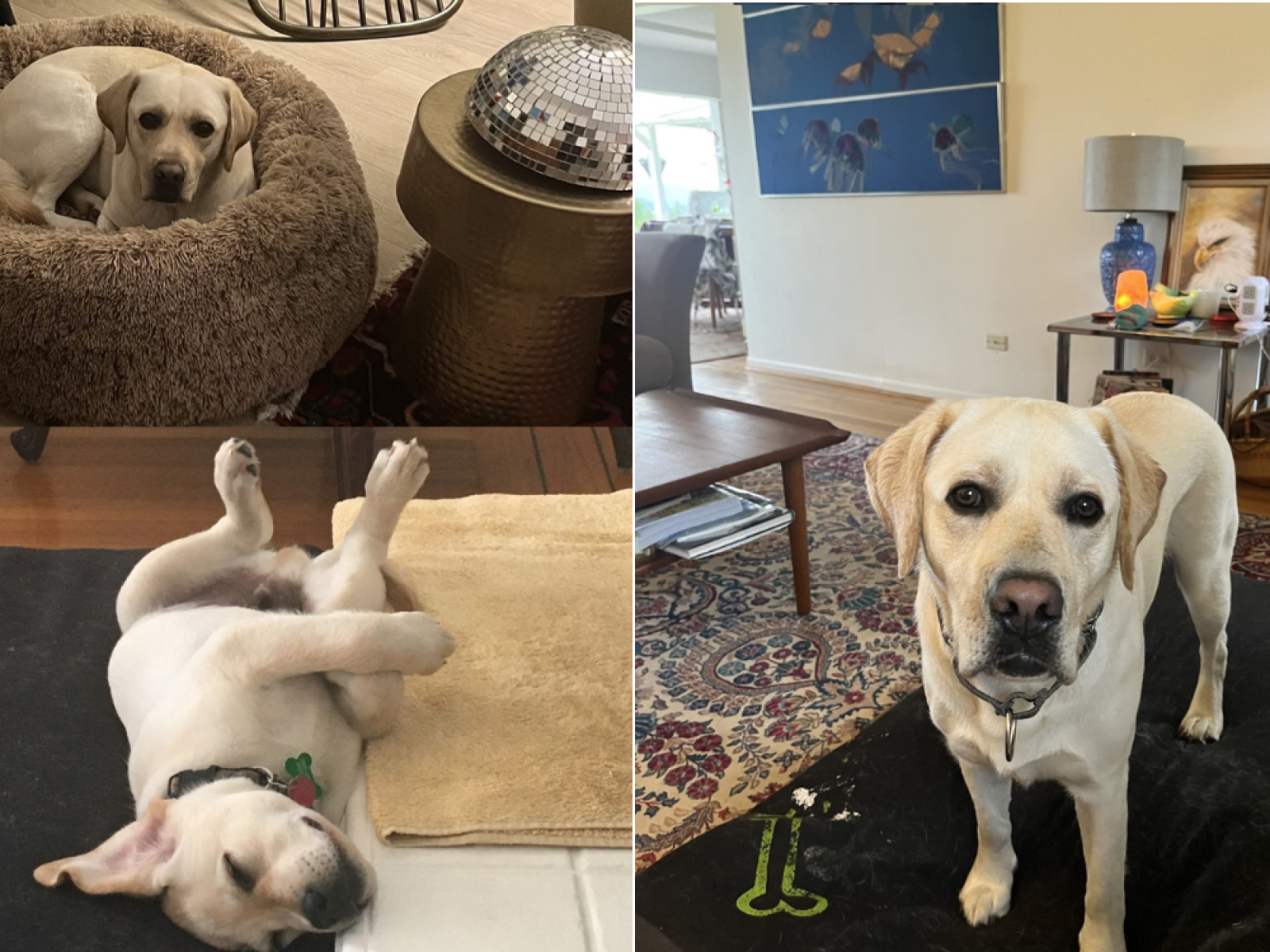 Labrador shopping deals
