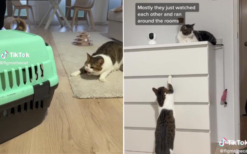 Figma the cat meets new cat Jam.