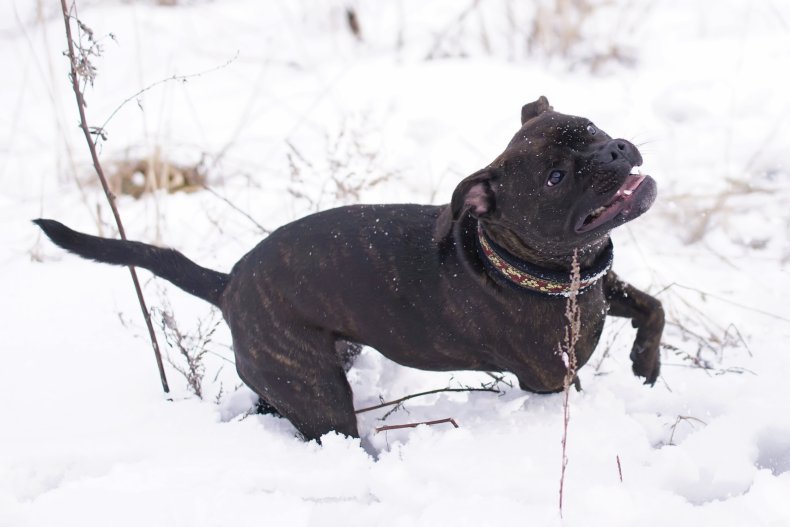 Dog in snow
