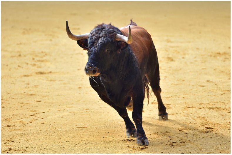 Stock image of a bull