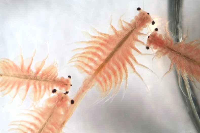 brine shrimp