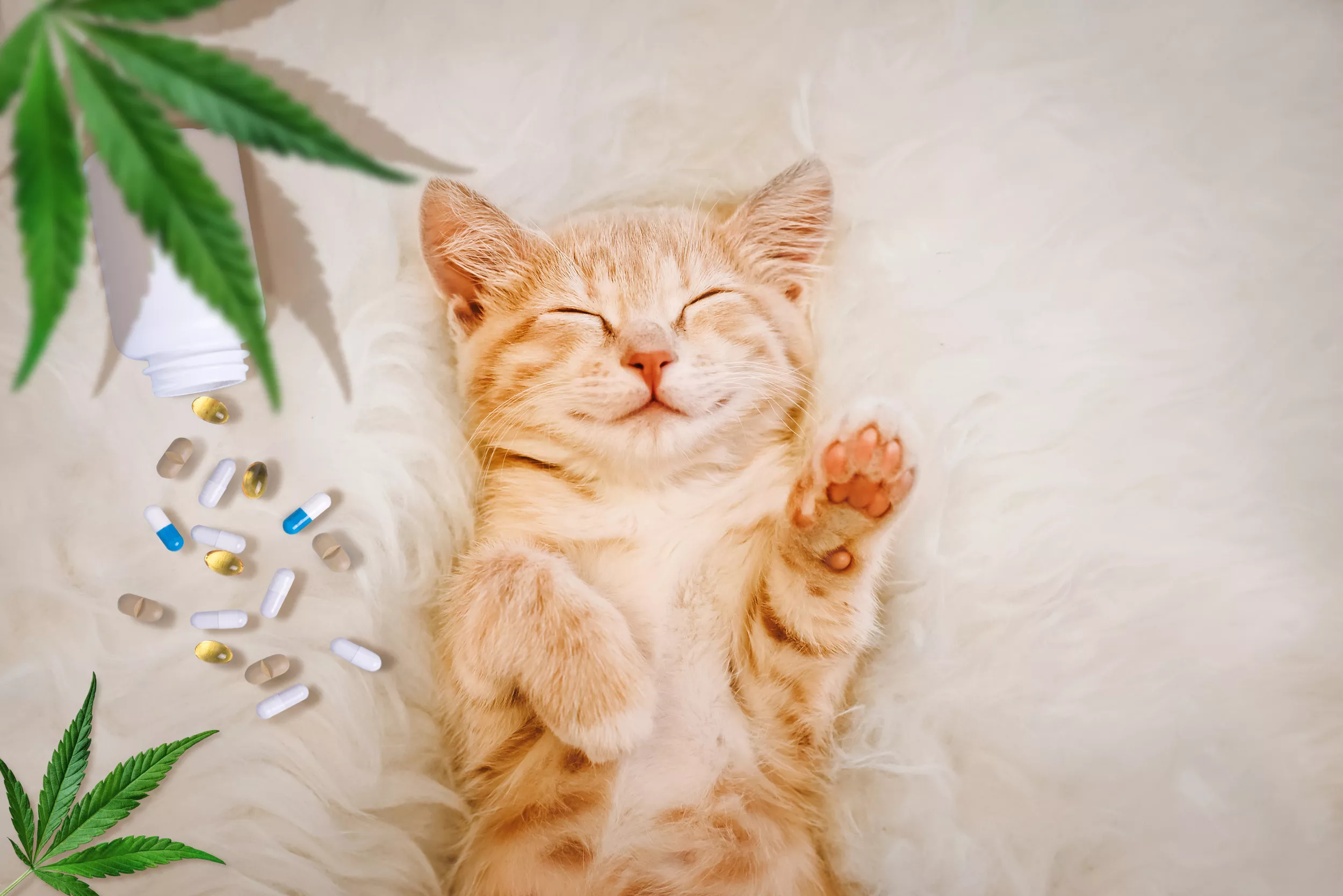 Vet Reveals Why You May Need to Give Your Cat Supplements - Vimarsana News
