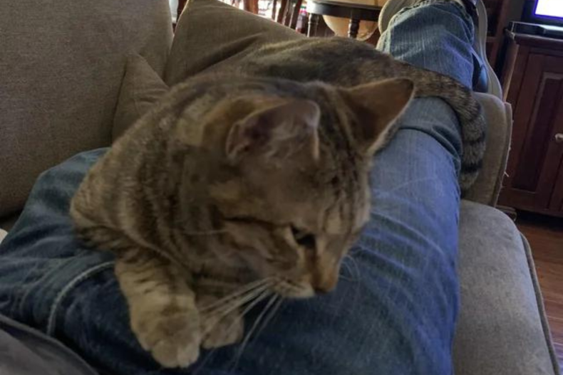 Cat on lap