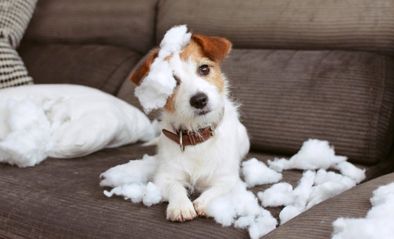 Puppy home alone
