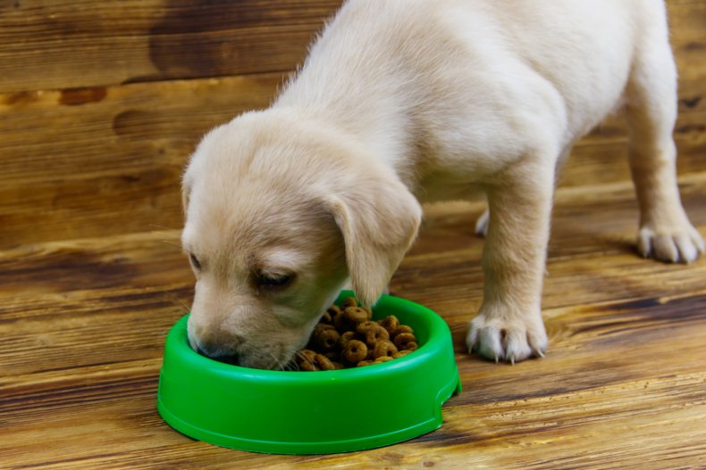 Labrador puppy eating dog food.