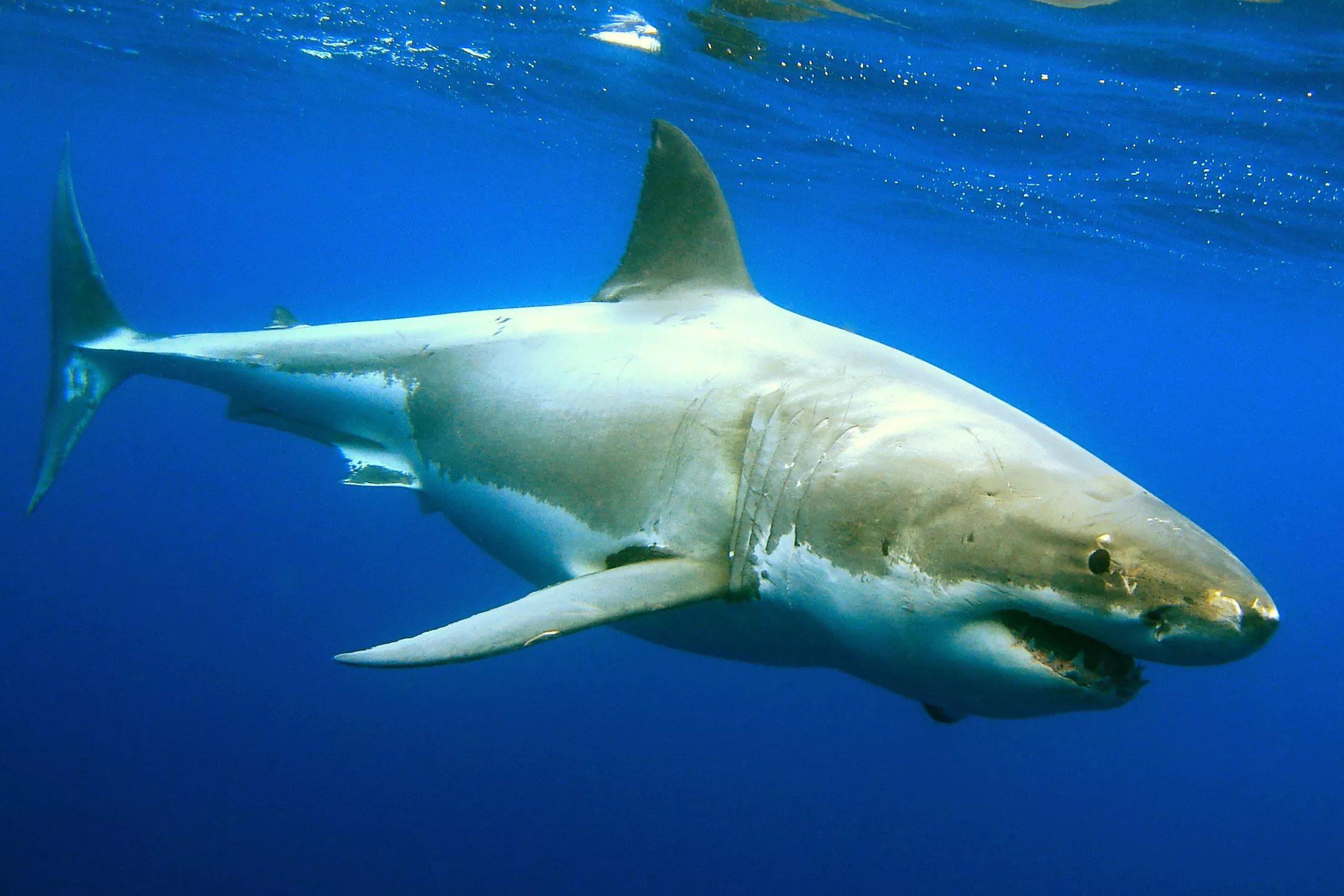 Great White Shark Decapitates Man, Fishing Chief Says Divers Risking Lives - Vimarsana News