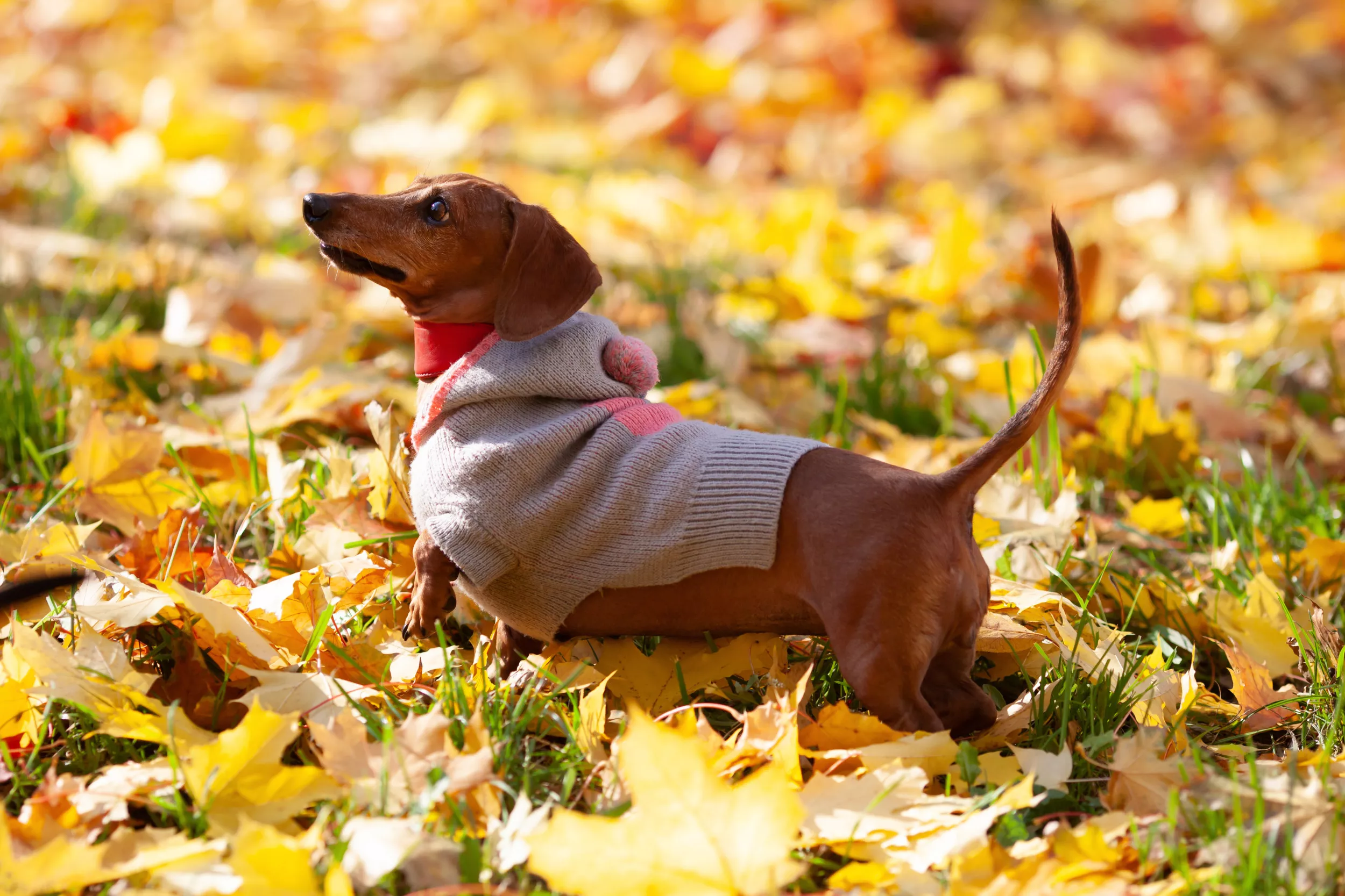 Dachshund Puppy Wearing a Sock As Harness as She's 'Too Smol' Melts Hearts - Vimarsana News