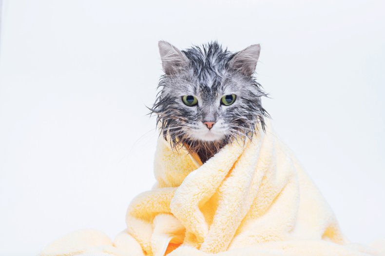 wet cat with towel