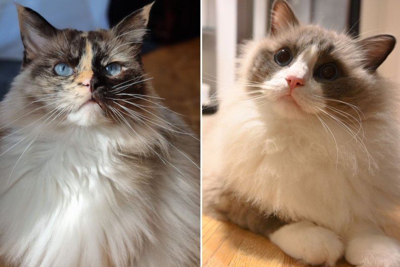 Angry and Sweet Ragdoll Cats