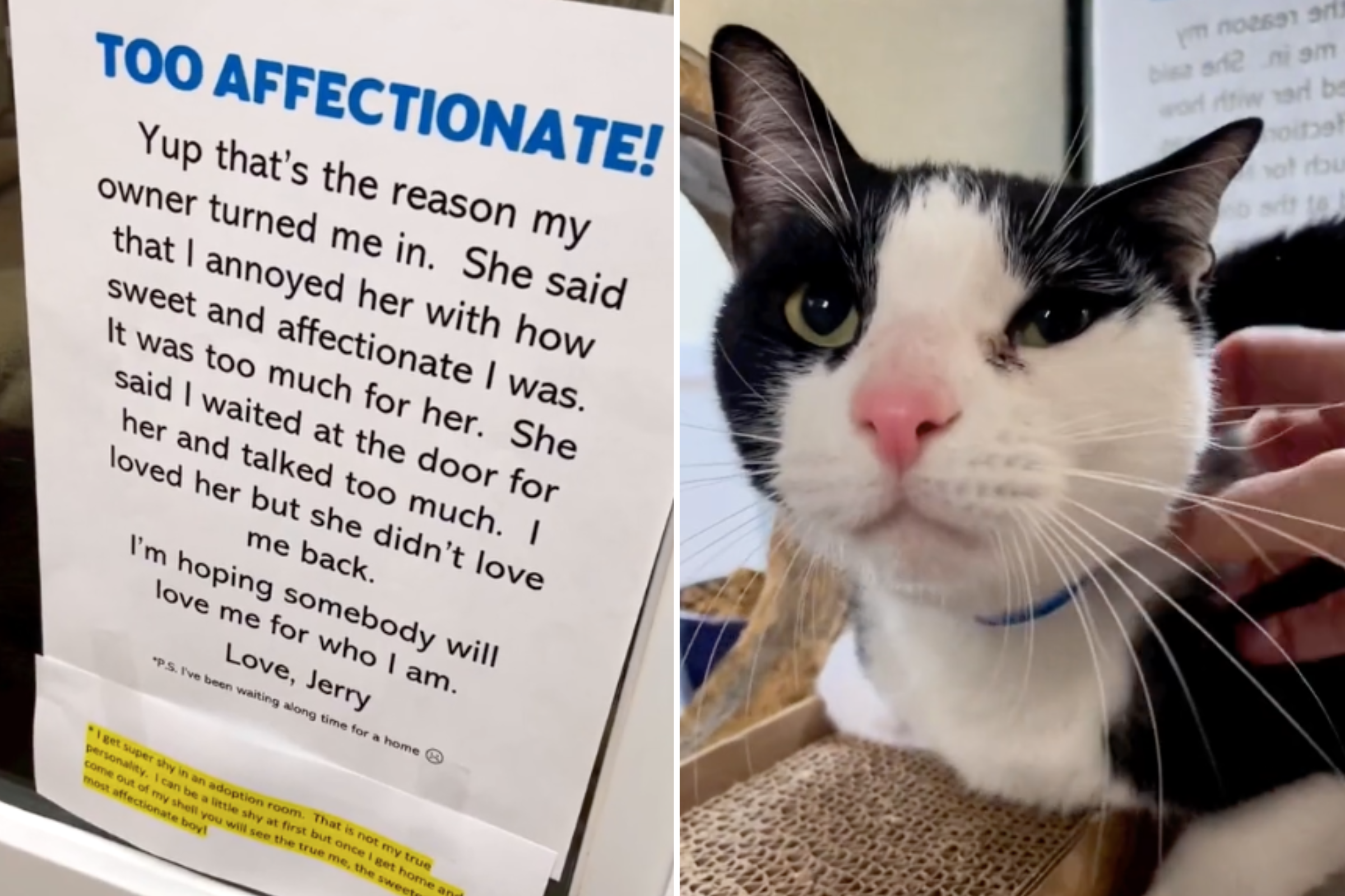 Cat Dumped at Shelter for Being 'Too Affectionate' Gets New Forever Home