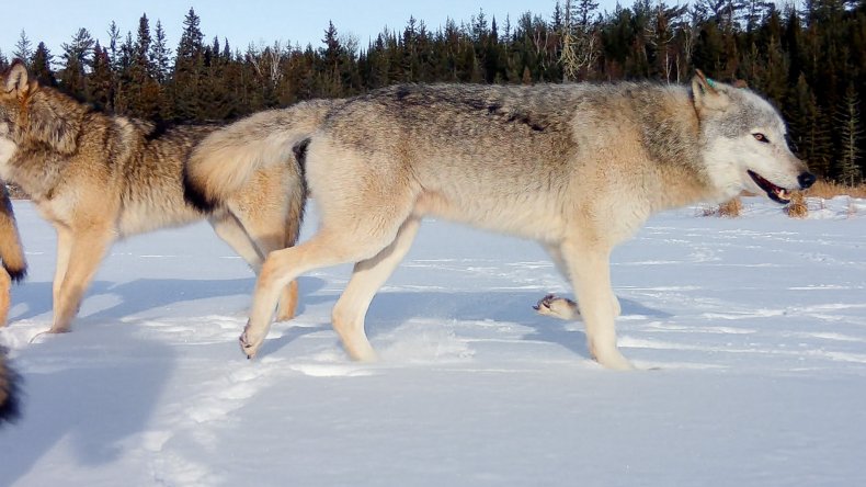 Wolf in December 2022