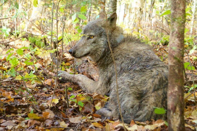 Wolf in 2019