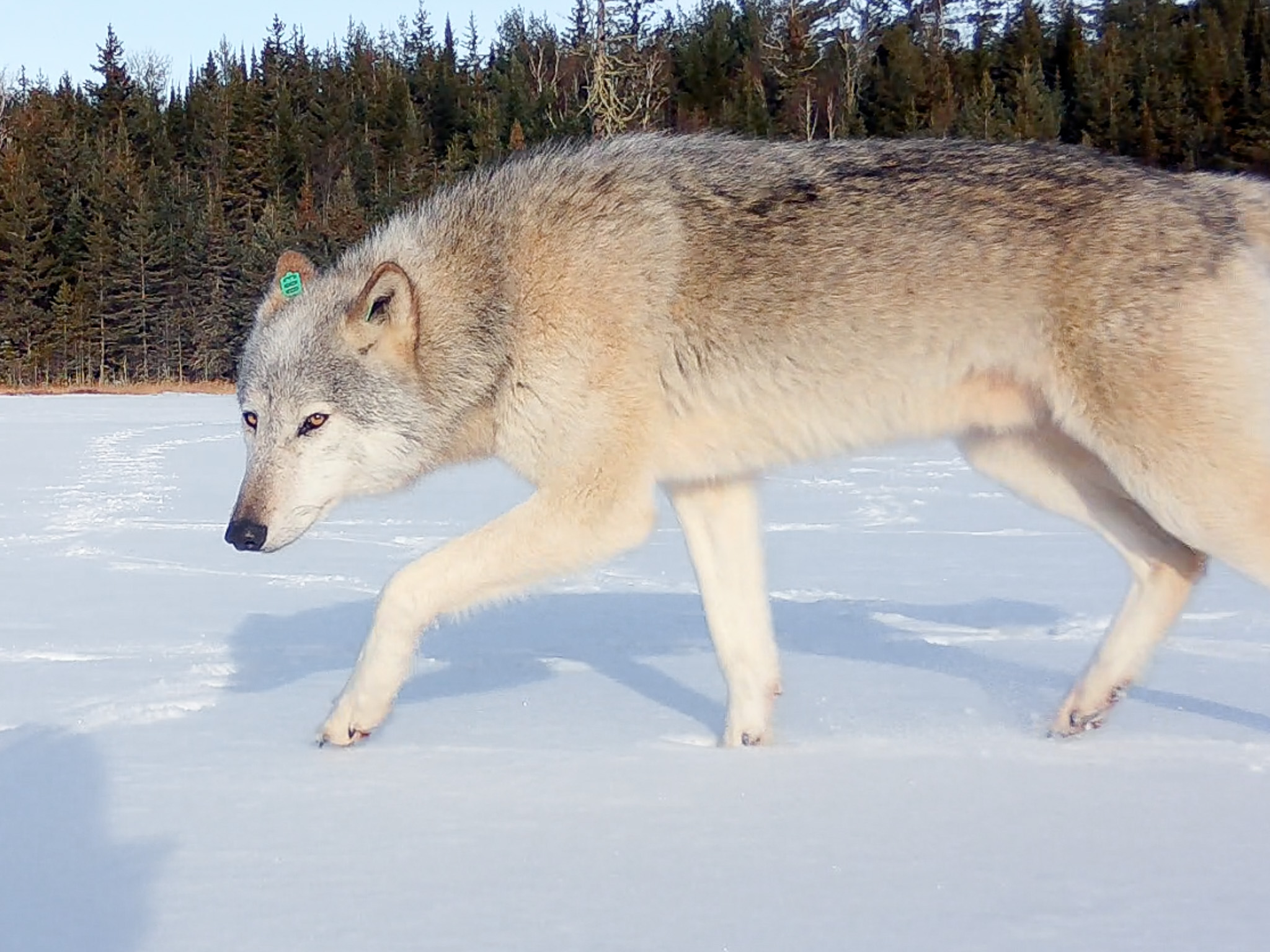 Stunning Pictures Of White Wolf Named After Gandalf Newsweek 