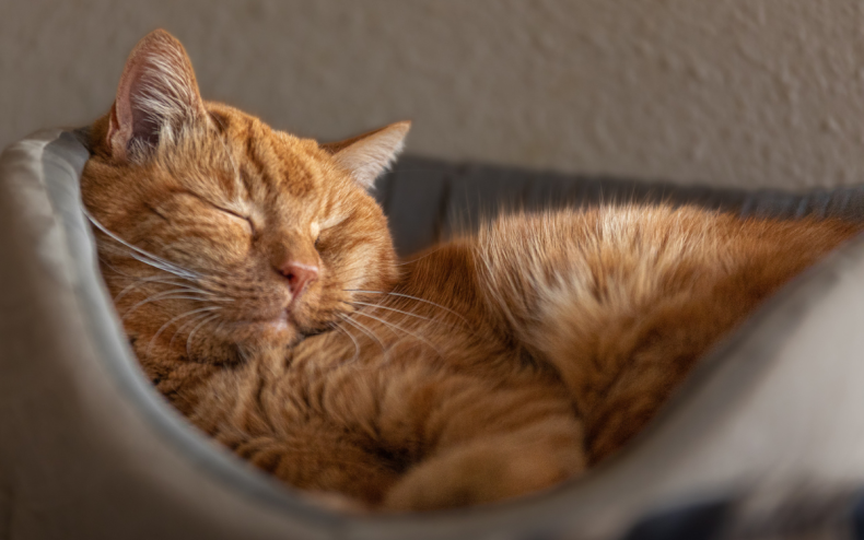 A ginger cat sleeping in a basket.