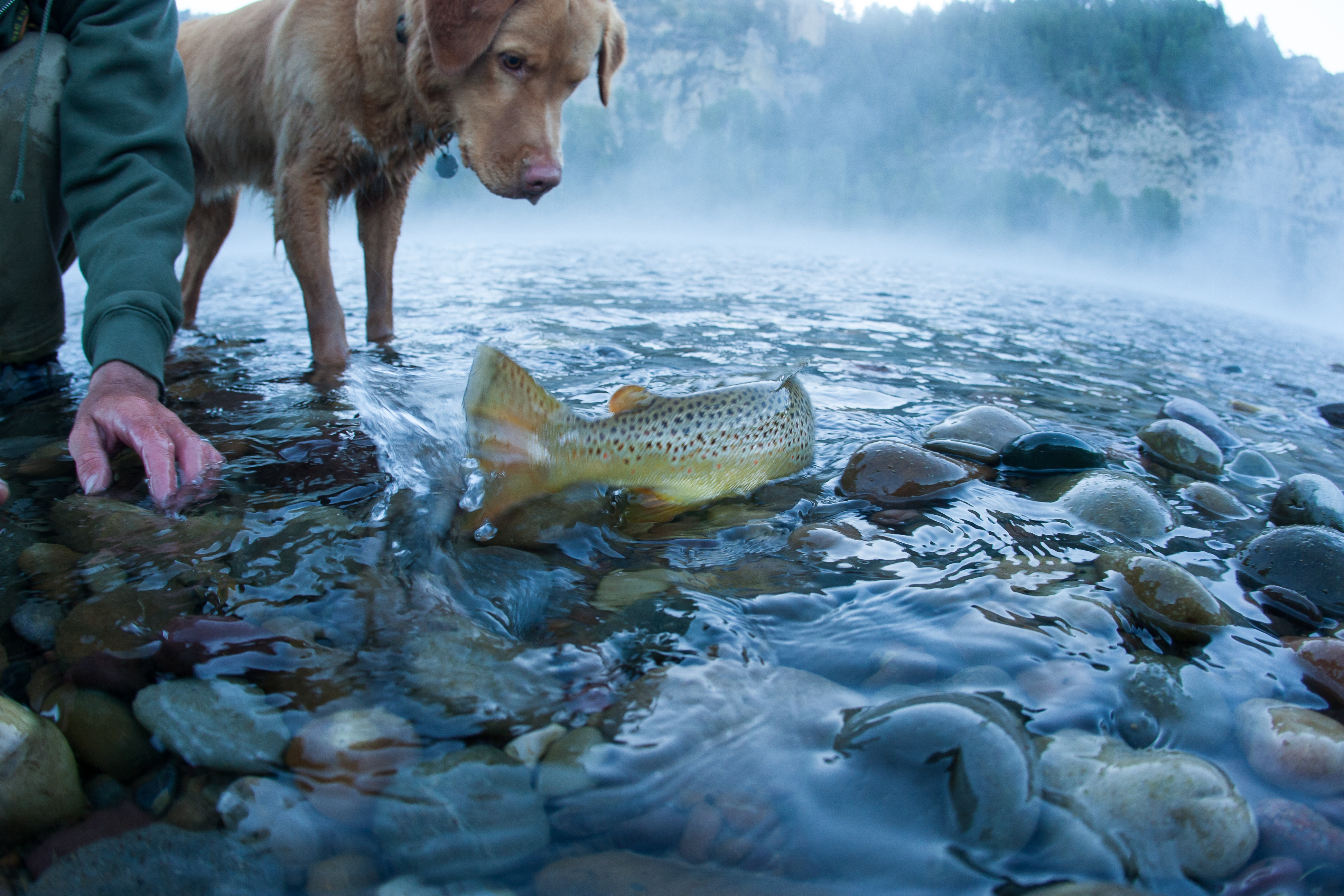 Reelationship With Fishing For Heart' Dog