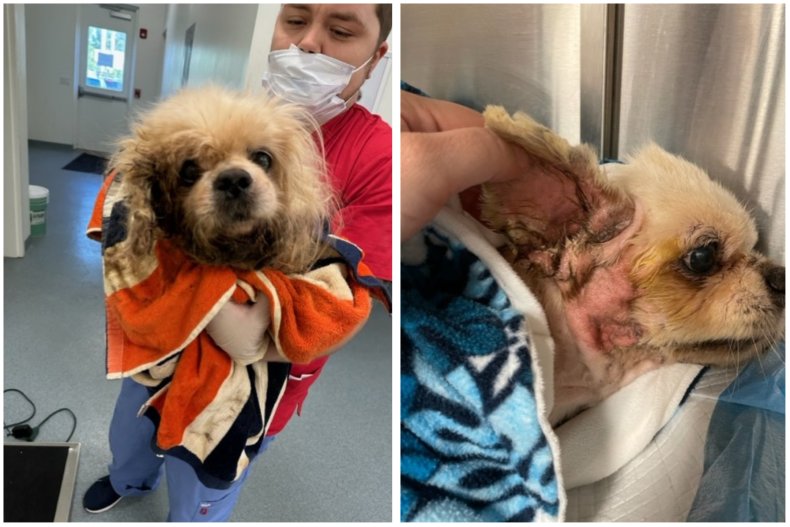 Gruelling Recovery for Chihuahua 'Left To Die' by Being Cemented to the Ground 3 A split image of Trooper