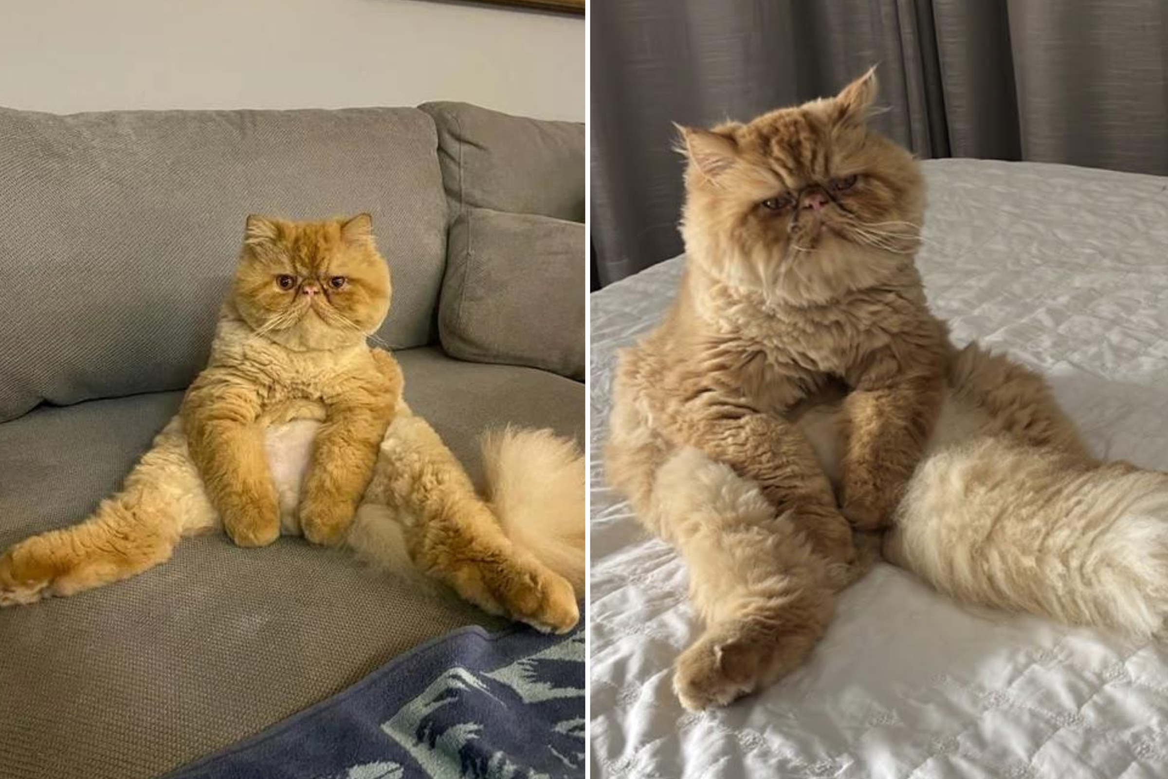 Fluffy Cat's Hilarious Sitting Pose Leaves Internet in Stitches: 'Flexible