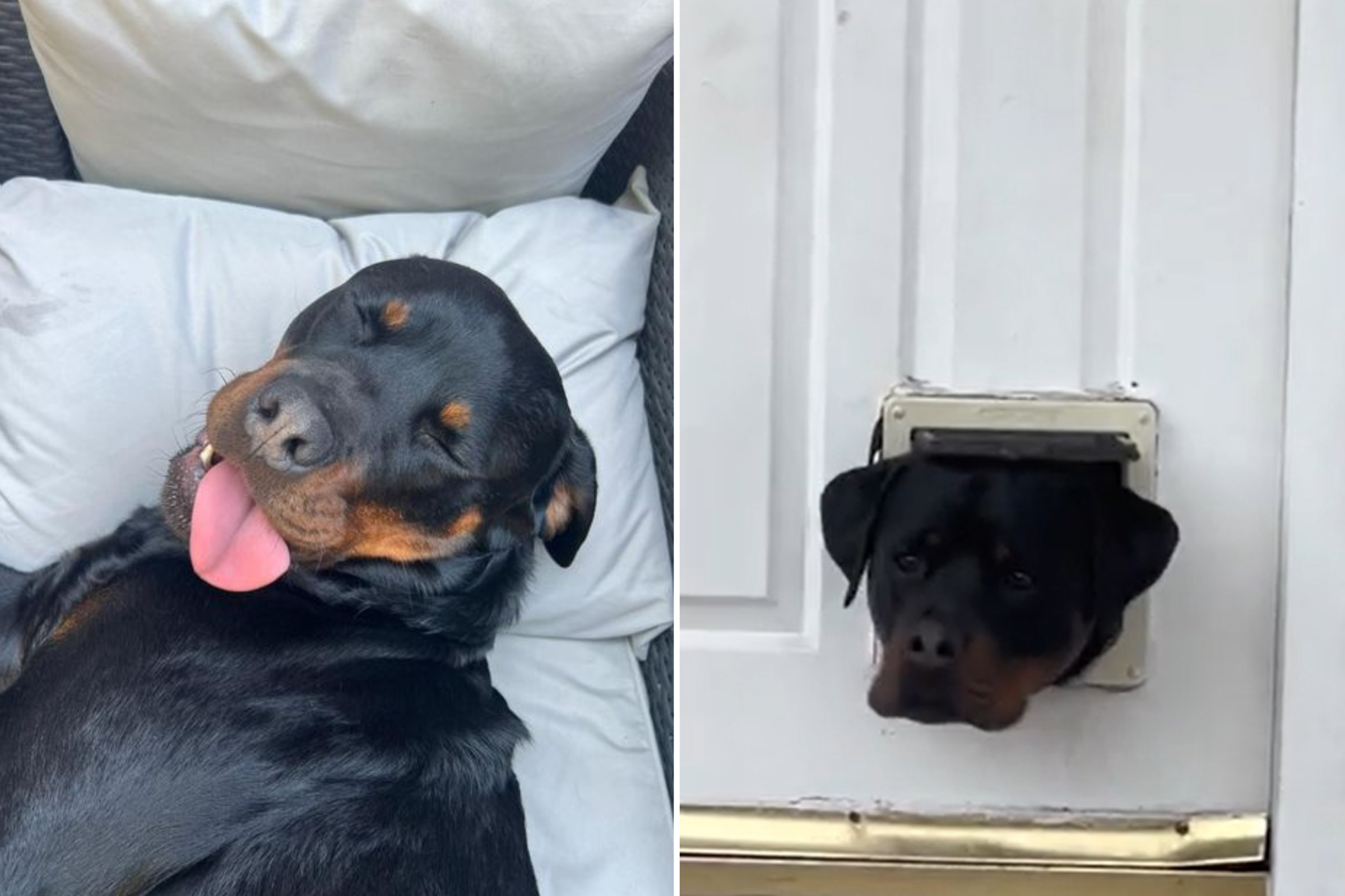 Laughter as Rottweiler Greets Owners by Sticking His Head Out the Cat Flap