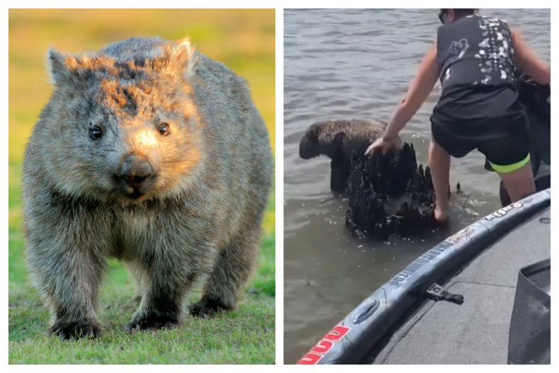 wombat rescue australia