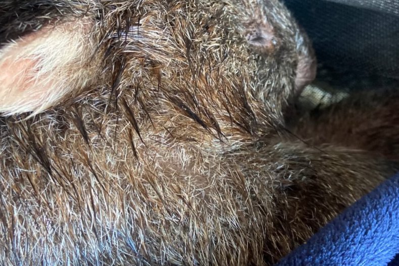 wombat warmed up