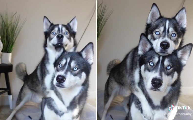 Blue and his husky sibling Titan.