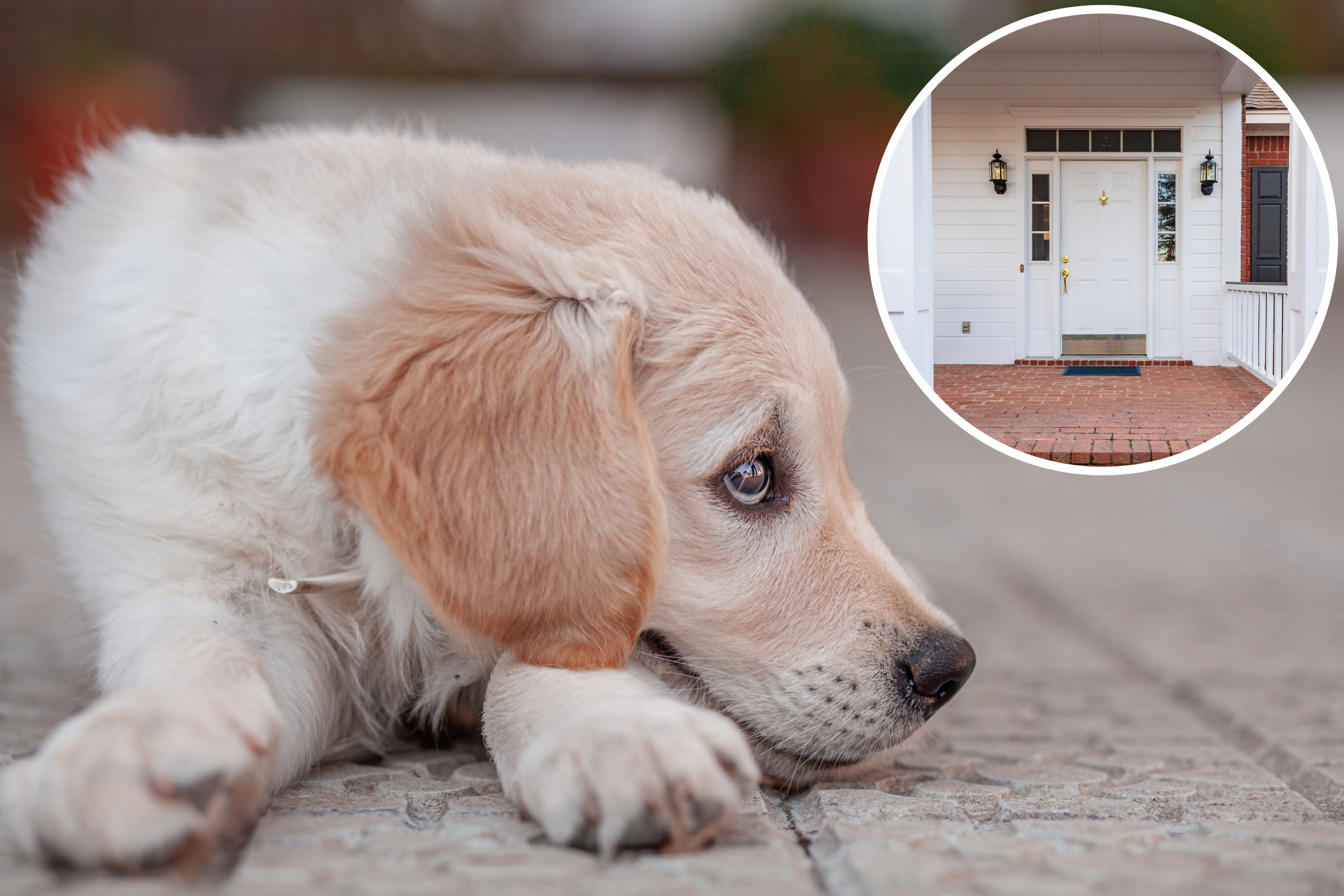 Golden retriever has cute reaction to his sister walking - Upworthy