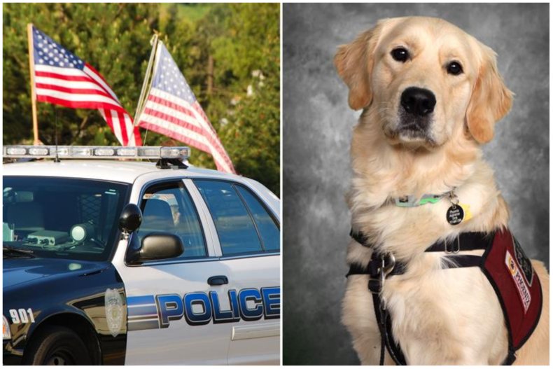 Police car stock image and K9 dog