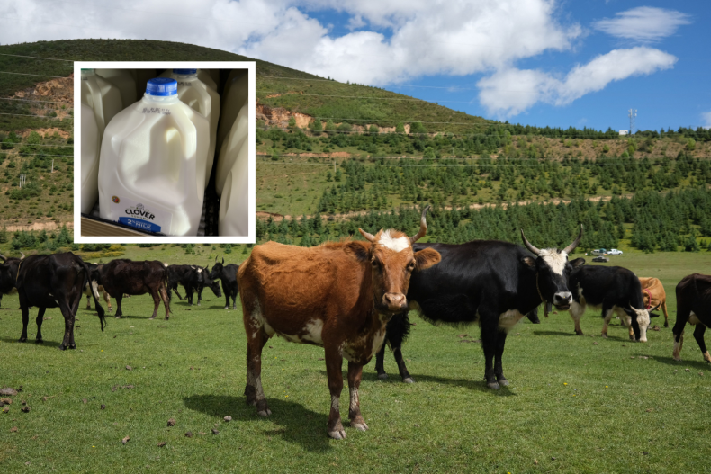 Cows graze in China; American milk