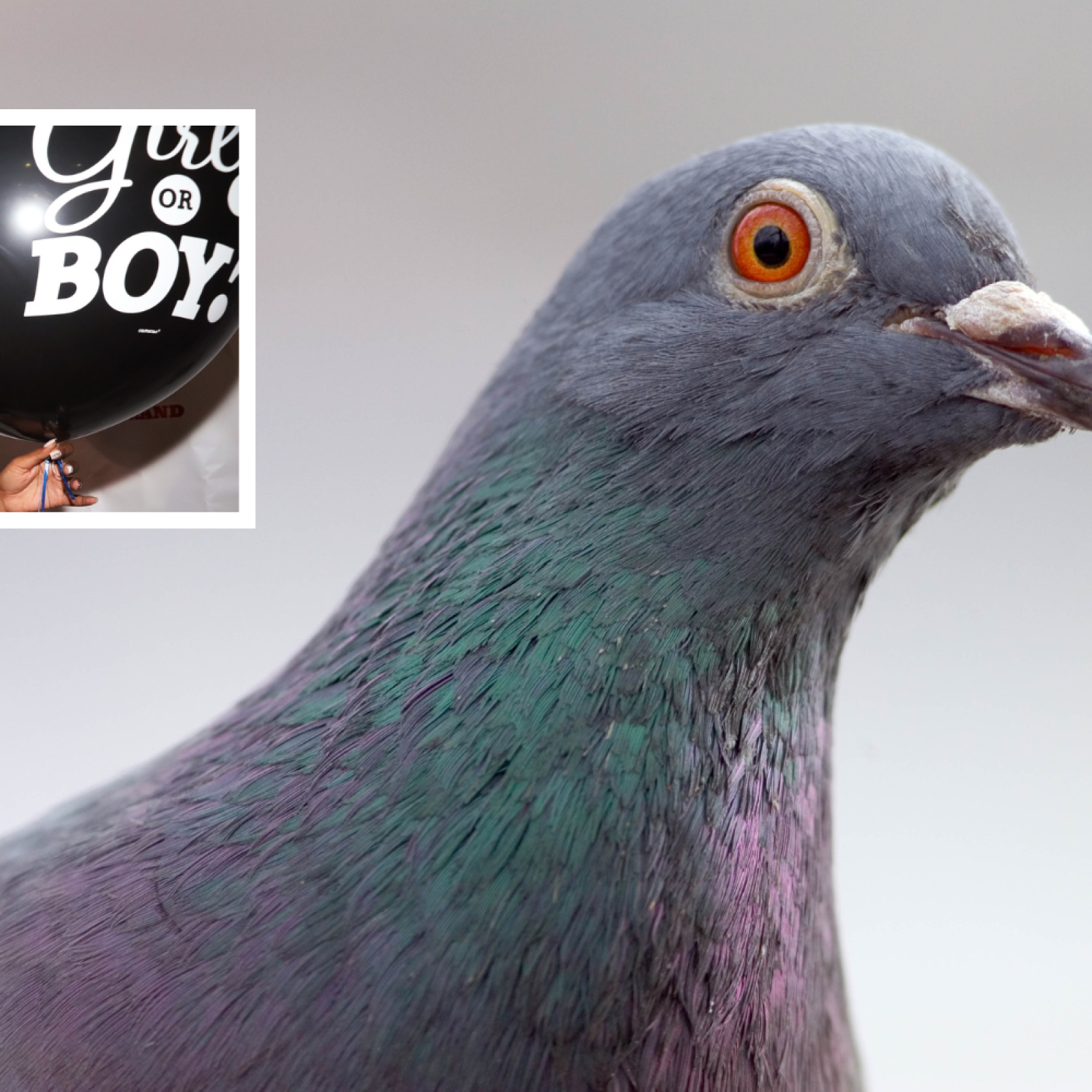 Pink pigeon possibly dyed for gender reveal party in NYC dies - National