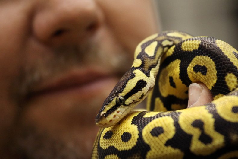 Man Charged With Biting Head Off Python