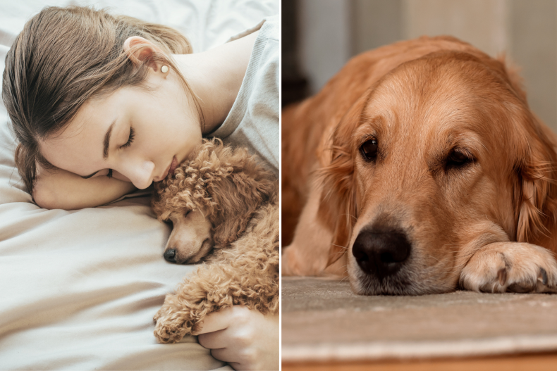 Dog sleeping with owner and Golden