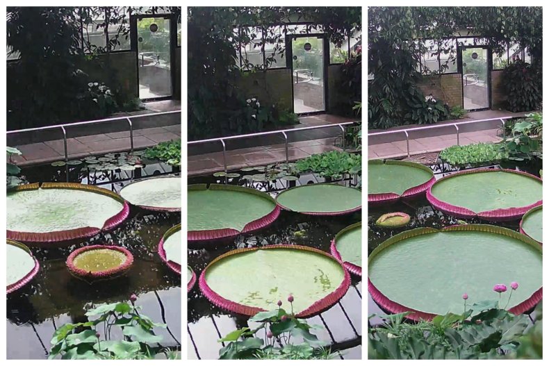 timelapse of lily pad