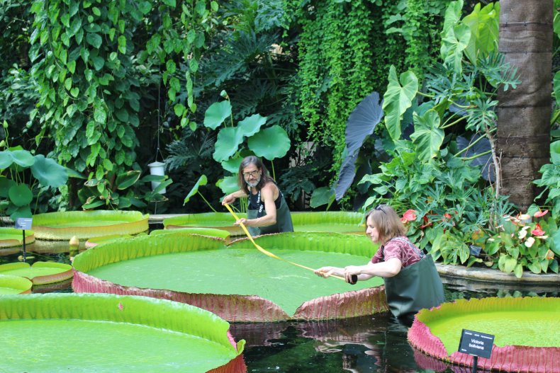 big water lily