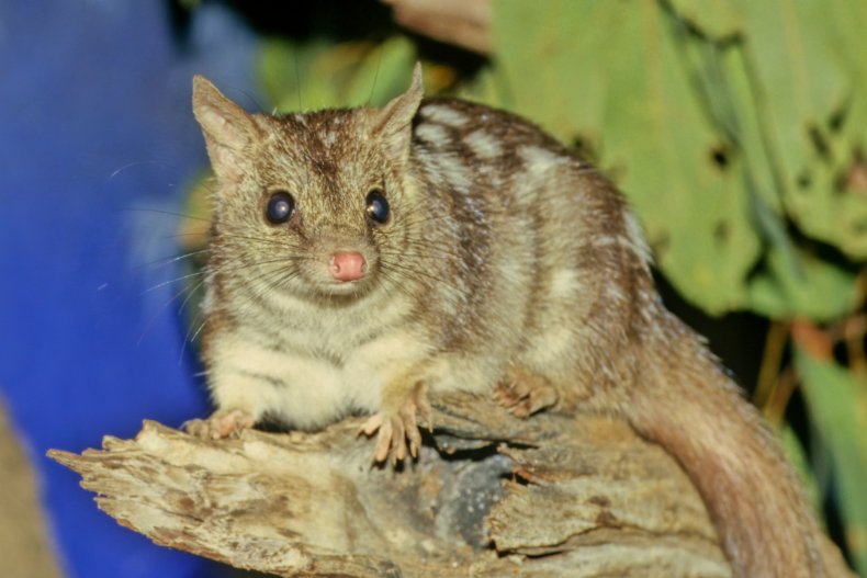 northern quoll