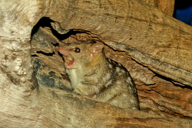 northern quoll in tree