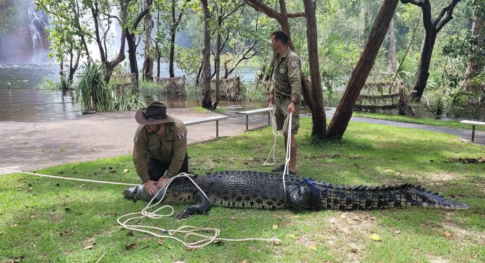 Giant Crocodile Caught in Trap at Popular Swimming Spot - Vimarsana News