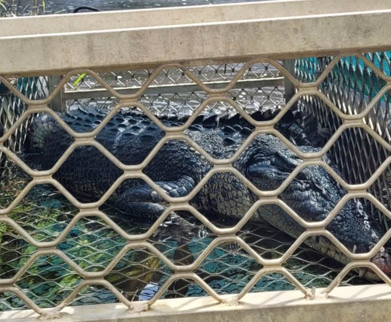 Aussie crocodile in trap