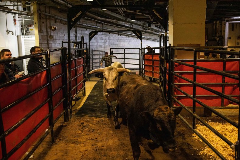 Staff members escort bulls as they arrive