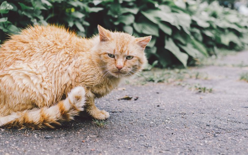 Ginger tabby cat soaked from the rain