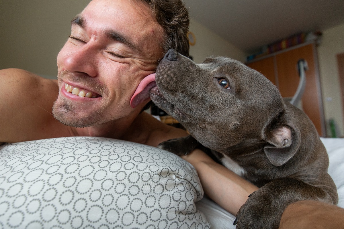 Pit bull giving dad his “daily dose” of kisses in bed melts hearts