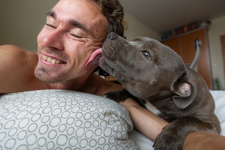 Dog Wakes Owner Up With Kisses